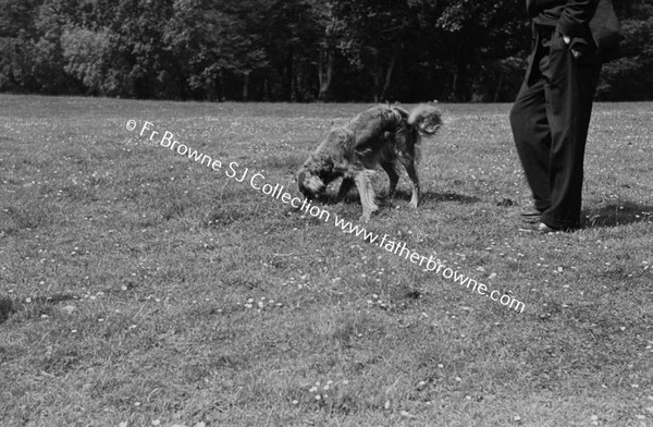 MOLLOY'S DOG RETRIEVING BALL